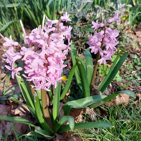 Maella- En Normandie, Confort, Et Piscine