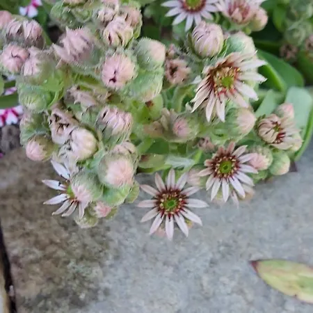 Maella- En Normandie, Confort, Et Piscine