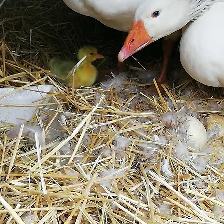 Maella- En Normandie, Confort, Et Piscine 펜션