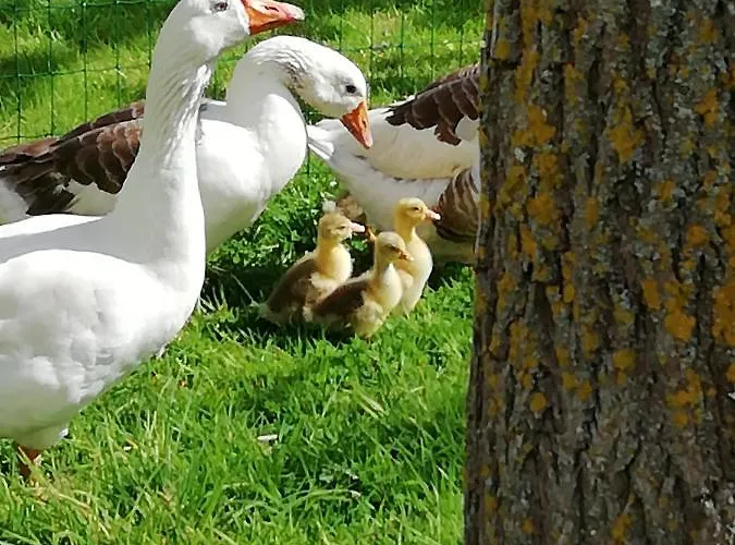 別荘 Maella- En Normandie, Confort, Et Piscine
